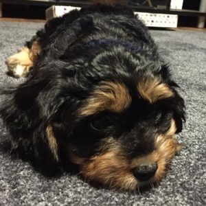 Meet your Posher, Joelle